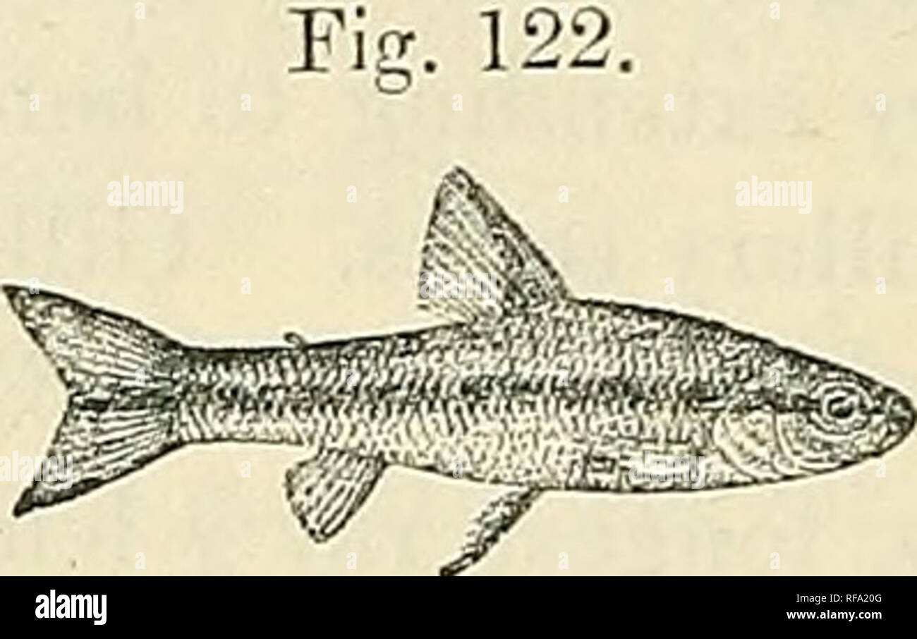 . Catalogue of the fresh-water fishes of Africa in the British Museum (Natural History). British Museum (Natural History); Fishes; Freshwater animals. 192 ADDENDA, VOL. I. 2 b. NEOLEBIAS SPILOTJENIA. Eouleng. Ann. Mus. Congo, Zool. ii. 3, p. 9, pi. xvii. fig. 3 (1912). Depth of body 3§ to 4 times in total length, length of head 3J to 4 times. Head twice as long as broad, a little longer than deep, smooth above, with large fontanelle; snout rounded, a little shorter than eye, which is 2ij to 2-f times in length of head and equals interocular width ; mouth terminal ; maxillary not extending to b Stock Photo