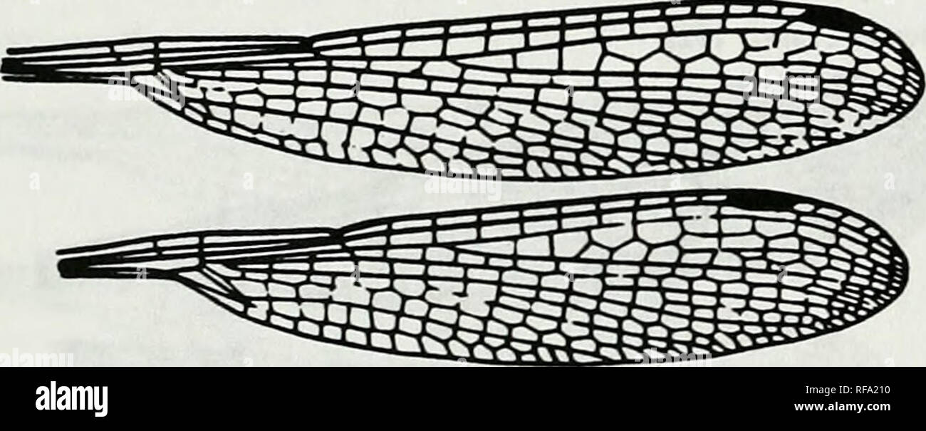 . Catalogue of the family-group, genus-group and species-group names of the Odonata of the world. Odonata; Odonata; Dragonflies; Dragonflies; Damselflies; Damselflies. Hgure 135. Basal area of wings of Indoiestes risi Van der Wede. (as Usles risi). After Van der Week, 1909. Nova Guinea 9:24, f 2 {b6086] Sympecma Selys, 1840 Hgure 136. Front wing of Sympecma fiisca Van der Linden (as Sympycna fusca). After Munz, 1919. Mem. amer. enu Soc. 3:pl 7,f42 IM3281 Sympecma Selys, 1840. Hguic 137. Wings of Sympecma braueri Yakobson &amp; Bianchi (as Sympycna braueri Bianchi). After Belyshev &amp; Hariton Stock Photo