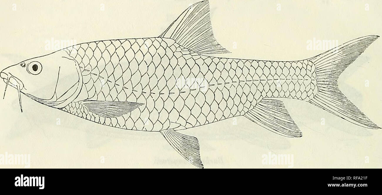 . Catalogue of the fresh-water fishes of Africa in the British Museum (Natural History). British Museum (Natural History); Fishes; Freshwater animals. 46 CTPEINIDyE. Total length 330 millim. Upper Tana and Upper Hawash to Rift Valley Basin, East Africa. Fig. 26.. 1. 2- 5- Type. -4. Types. â 6. Types. 7. Skel. 8. Ad. 9- -10. Ad. &amp; 11. hgr. Ad. 12. Hgr. 13. Ad. 14-17. Ad. &amp; 18- hgr. -19. Ad. &amp; 20. hgr. Ad. 21, 22. Ad. &amp; hgr. Barb us gregorii. Bai-ja E. f5F. Kiroruma (Upper Tana), Leikipia. Prof. J. W. Gregory (P.) G. el Narua (Baringo), Leikipia. ,, G. Nyuki (Naivvasha), Njemps â Stock Photo