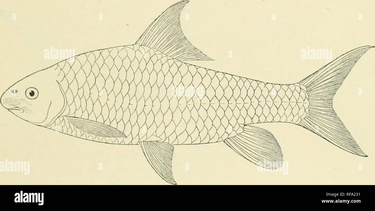 . Catalogue of the fresh-water fishes of Africa in the British Museum. Freshwater fishes. CTPRIMD.E. il7 poduncle 11 times as long as deep. Scales 35 '-^(, 3 between lateral line and ventral, 11 round caudal peduncle. Dark brown above, yellowish bcneatli; fins dark grey. Total length 170 niilliiu. Angola. 1. Typo. Luc;ill:i 1!. :it Liic:ill;i. Dr. W. J. Ansorgc (('.). ?&gt;u. V.MlTr'OrxTITXUS SANDERS!. Boulcng. Ann. Mii.-;. Congo, Zool. ii. X p. 11, |.l. xix. fig. 1 (IDIS). Depth of body 2| to SJ times in total lengtli, Icngtli of liead 4J to 5 times. Snout rounded, much broader than long, abo Stock Photo
