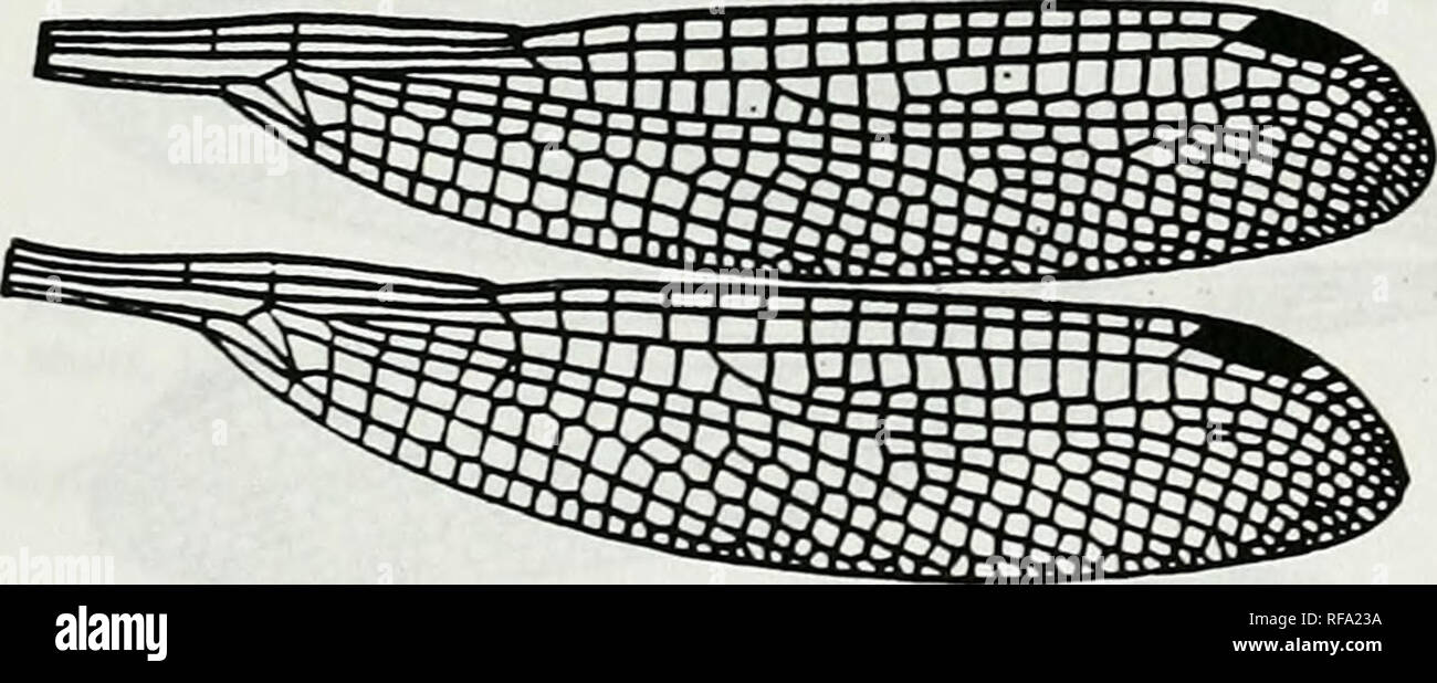 . Catalogue of the family-group, genus-group and species-group names of the Odonata of the world. Odonata; Odonata; Dragonflies; Dragonflies; Damselflies; Damselflies. Figure 126. V/ing% ot Lestes (Paralestes) sirmdatix McLachlan (as Paralestes simularis). After Be^shev &amp; Hariionov, 1978. Deierminer of Dragonflies :279, f 203-3 [b0695] Lestes [Leach], [1815] Figure 123. Wings of Archilestes exoleta Hagen (as Superlesles eiolatus Selys). Afler Belyshev &amp;. Hariionov, 1978. Deierminer of Dragonflies ^80, f 204-3 [b0695] Lestes [Leach], [1815]. Please note that these images are extracted f Stock Photo