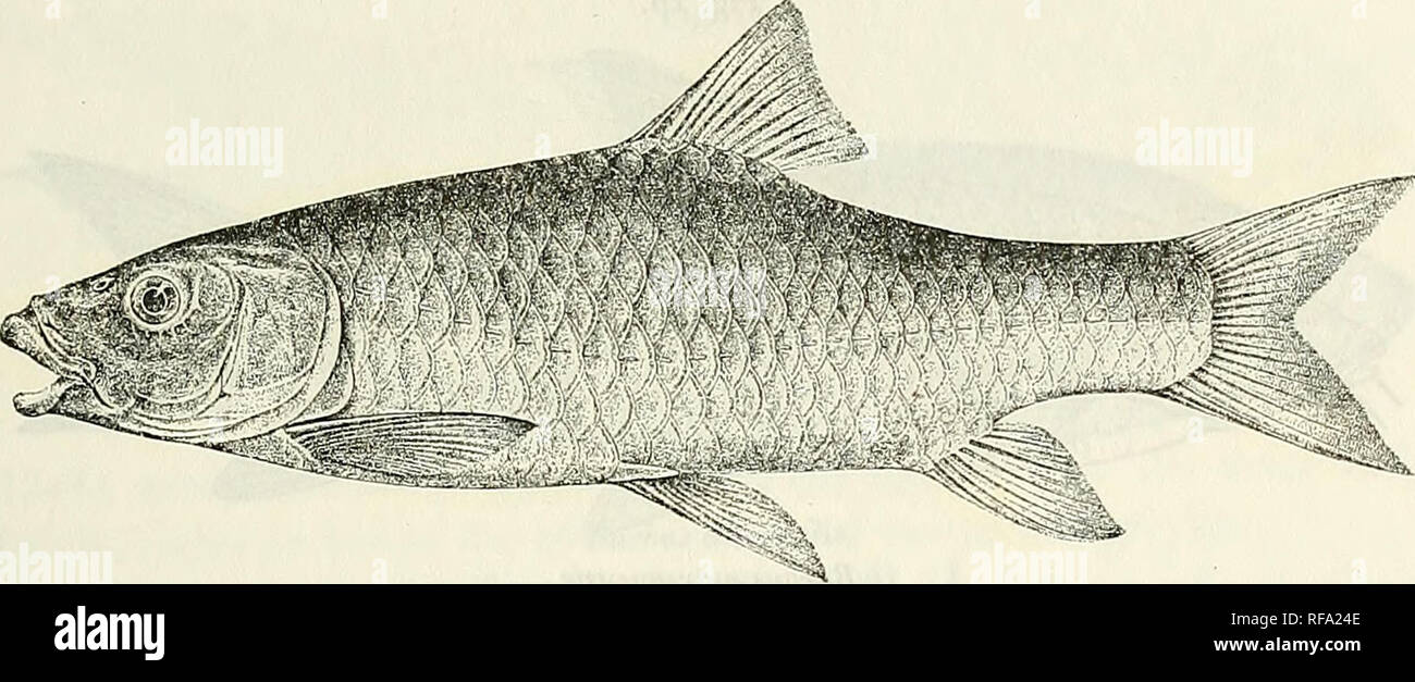 . Catalogue of the fresh-water fishes of Africa in the British Museum (Natural History). British Museum (Natural History); Fishes; Freshwater animals. BARBUS. 35 times in total length. Snout rounded, 2f to 3^ times in length of head; eye 3J (young) to 6f times in length of head, interorbital width 2f to 3 times; mouth subinferior, its width 3 to 4 times in length ot head; lips well developed, sometimes produced in the middle, lower continuous across chin; two barbels on each side, anterior Â§ to â Â§â diameter of eye, posterior as long as eye or slightly shorter. Dorsal III 9 (rarely 8), equal Stock Photo