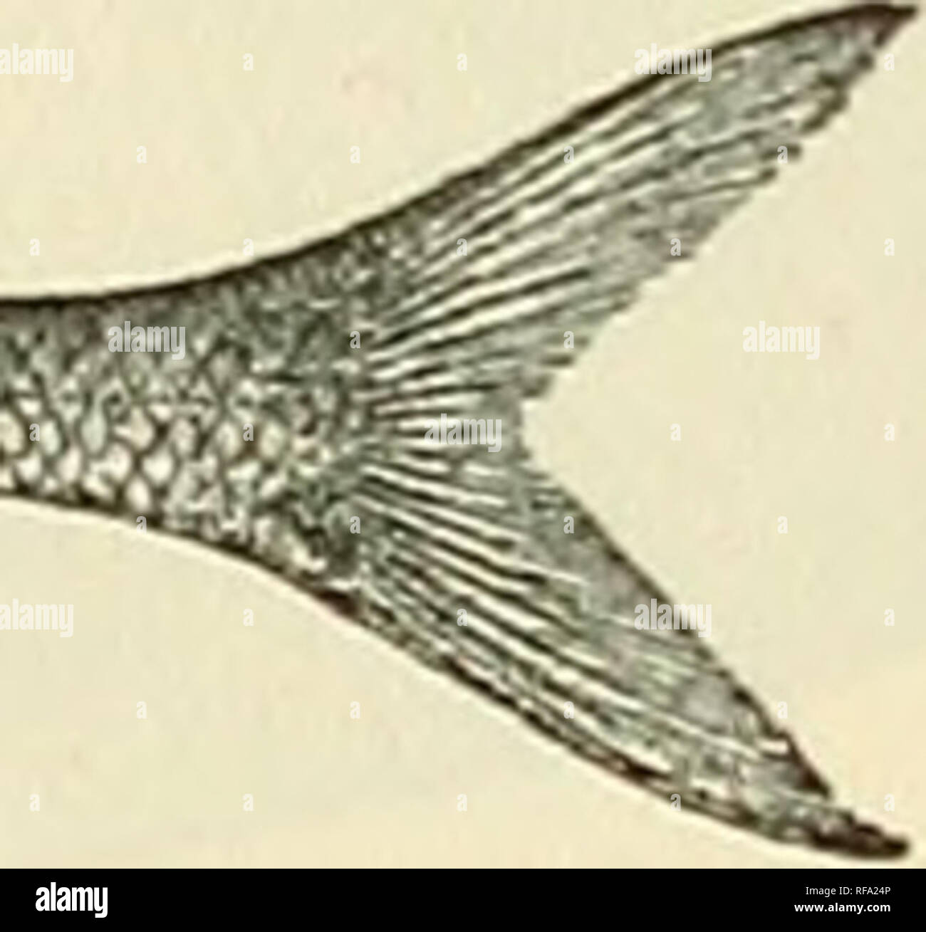 . Catalogue of the fresh-water fishes of Africa in the British Museum (Natural History). British Museum (Natural History); Fishes; Freshwater animals. Gnathonemus thomasi. Type. 14. GNATHONEMUS STANLEYANUS, Blgr. Add :— 7. Ad. Sankuru R. at Kondne, Kasai. M. E. Luja (C.) ; Luxem- burg Museum (P.). 15. GNATHONEMUS SENEGALENSIS, Stdr. Pellegr. Poiss. Bass. Tchad, p. 53, pi. ii. fig. 4 (1914). Add :— 11. Hgr. Oyan R., Niger. A. E. Kitson, Esq. (P.). 16. GNATHONEMUS ANGOLENSIS, Blgr. Recorded from the Upper Zambesi by Pellegrin, Bull. Soc. Zool. France, xxxix. 1914, p. 24. * No doubt a congenital  Stock Photo