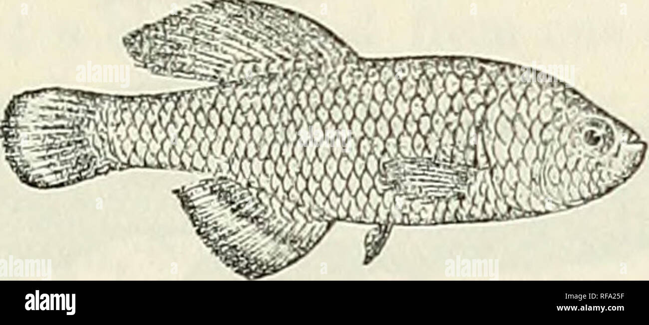 . Catalogue of the fresh-water fishes of Africa in the British Museum (Natural History). British Museum (Natural History); Fishes; Freshwater animals. FUNDULUS. 37 14. FUNDULUS TLENIOPYGUS. Fundulus [Nothohranchius) orthonotus, var., Hilgend. Sitzb. Ges. nat. Fr. Bed. 1888, p. 78. Nothobranchius tamiopygus, Hilgend. op. cit. 1891, p. 20. Fundulus tceniopygus, Pfeff. Thierw. O.-Afr., Fische, p. 48 (1896) ; Hilgend. Zool. Jahrb., Syst. xxii. 1905, p. 416 ; Bouleng. Fish. Nile, p. 413, pi. lxxix. fig. 5 (1907). Depth of body 3£ times in total length, length of head 3 to oh times. Upper surface of Stock Photo