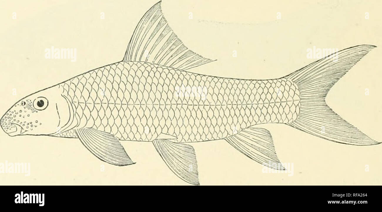 . Catalogue of the fresh-water fishes of Africa in the British Museum. Freshwater fishes. 202 ADDEXDA, VOL. I. Eusso Xyiro, East of Lake B.iriiigo, Brilisli East Africa. 1-10. Types. Eus.so Nyiro. A. B. Percival, Esq. (P.). Distinguished from L. neamaiial by the larger eye and the shape of the dorsal in the male. Add: — 14. Ad. 15. A.l. 17. LAT3E0 VrCTOUIANUS, BIgr. Jiiija, Ripon Falls. Viutocia Nile, between Tj. Kioju and Mm-chison Falls. Dr. E. Bayou (C.) ; (Jenoa Miiseiiin ()'.). F. II. Mellan.l, Esq. (!'.). Fig. Ul.. Lnheo h'Mesli. Type. i. 21a. LABEO BATESIT. Bouleng. Ann. A Mag. N. H. (8 Stock Photo