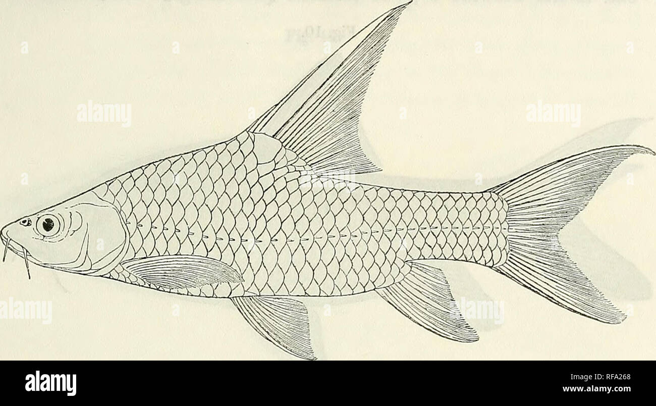 . Catalogue of the fresh-water fishes of Africa in the British Museum (Natural History). British Museum (Natural History); Fishes; Freshwater animals. BABBITS. 29 reaching ventral; base of latter below anterior rays of dorsal. Caudal peduncle 1^ to 1^ times as long as deep. Scales finely striated Fig. 9.. Barbus ruspoUi. L. Gandjule. g. 51-61 longitudinally, 32-34 -^r5, 2J between lateral line and ventral, 12-14 round caudal peduncle. Silvery, back greenish. Total length 340 millim. Lakes Abaia and Gandjule (Margherita).—Type in Genoa Museum. l-(i. Ad. L. Gandjule. Mr. P. C. Zaphiro (G); W. N. Stock Photo