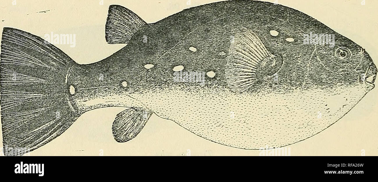 . Catalogue of the fresh-water fishes of Africa in the British Museum (Natural History). British Museum (Natural History); Fishes; Freshwater animals. 146 TETKODONTID.E. 10. Yg. 11. Yg. 12. Yg. Muskenge, Bakubu Country, Kasai. Banzj-ville, Ubanglii. Uerre R., Upper Ubanglii. E. Torday, Esq. (P. Capt. Royaux (C). M. De Bauw (C). 3. TETRODON PUSTULATUS. A. Murray, Proo. R. Phys. Soo. Edinb. i. 1857, p. 253 ; Giinth. Cat. Fish. viii. p. 261 (1870). Tetraodon leiogaster, J. A. Smith, Proc. R. Phys. Soc. Edinb. iii. 1865, p. 268. Head as long as broad or a little longer than broad, its length 3 to  Stock Photo