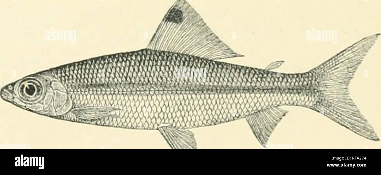 . Catalogue of the fresh-water fishes of Africa in the British Museum. Freshwater fishes. 194 ADDENDA, VOL. I. 1&quot;). DISTICHODUS KOSTRATUS, Gtlir. Pellegr. Poiss. Bass. Tcliud, p. 81, fig. (1014). Add :— 27. Hgr. Lagoon at Asaha, Ijowor Niger. Major G. E. Riuce (P.). 28-33. Yg. Al)oina P., Cross K. Capt. H. D. UarJ'ner (P.). 34-35, Yg. Abinsi, Benne R., N. Nigeria. Dr. J. M. Dakicl (P.). 17. DISTICHODUS LUSOSSO, Scliiltl.. Stcind. Dcnkschr. Ak. AVicii, kxxix. 1'.I13, p. 21. 17 a. DISTKJHODUS ANSORGII. Bouleng. Ann. &amp; Mag. N. H. (8) vii. 1911, ]k 373. Depth of body Sj to 4| times in tot Stock Photo