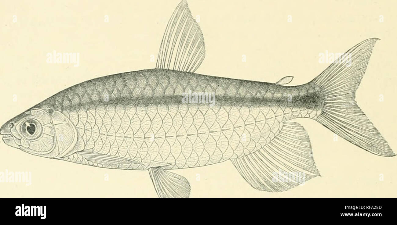 . Catalogue of the fresh-water fishes of Africa in the British Museum. Freshwater fishes. 180 ADDENDA, VOL. I. 3 7J. A.I. 17G-182. Ad. 183-184. Hor. Add: — '.1-14. ..l. Near Diinkwa, (iold Coast. Nvonki, S. of (Jomlokoro, &quot;Balii-el-GflH.!. 2(170 ft. A'ictoria. Siena lyeone. r.. ALKSTES AFFIX IS, (itli Dr. II. G.F. Slum ell (P.) Sir F. J. Jackson (I'.). N. V. Thoiiuis, E^&lt;i. (F. ]{iver near Kilosa OVanii System! I'l'- E. .1. l'.axter (C). Usaoara, Cicrnian E. Africa. Fig. 115.. yl lesles jiichson ii. Type, i 13.(. ALESTES JA(.'KSONII. F,oul«no. Ann. &amp; :Iag. N. H. (8) x. 1!U2, y. Stock Photo