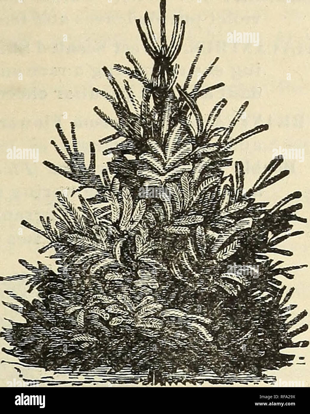 . Catalogue of fruit and ornamental trees : grape vines, small fruits, shrubs, plants, roses, etc.. Nurseries (Horticulture) Indiana Vincennes Catalogs; Fruit trees Seedlings Catalogs; Fruit Catalogs; Plants, Ornamental Catalogs. OF FRUIT, ORNAMENTAL TREES, ETC. 57 SPRUCE [Abies). Norway Excelsa. A lofty, elegant tree, of perfect pyramidal habit, remarkably elegant and rich, and as it gets age, has fine, graceful pendulous branches; it is exceedingly picturesque and beautiful; very popular, and deservedly so, and should be largely planted; one of the best evergreens for hedges. American White  Stock Photo