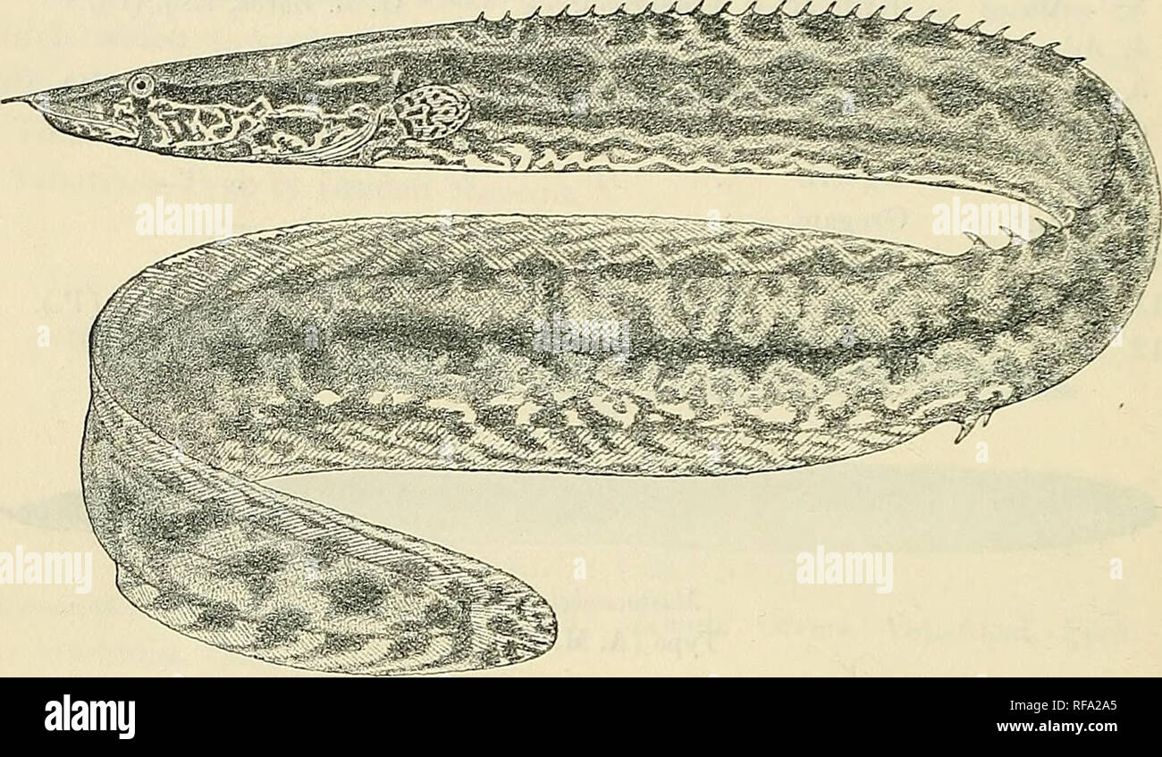 . Catalogue of the fresh-water fishes of Africa in the British Museum (Natural History). British Museum (Natural History); Fishes; Freshwater animals. 122 MASTACEMBELID.E. Total length 370 millim. Ubanghi and South Cameroon.—Types in Congo Museum, Tervueren. 1-2. Types. Banzyville. Oapt. Royaux (C). 3-4. Ad. Nyong R., S. Cameroon. G. L. Bates, Esq. (C). Fig. 75.. Mastacembelus ansorgii. Type. |. 10. MASTACEMBELUS ANSORGII. Bouleng. Ann. &amp; Mag. N. H. (7) xv. 1905, p. 459. Depth of body 20 times in total length, length of head Sh times. Vent equally distant from end of snout and from caudal, Stock Photo
