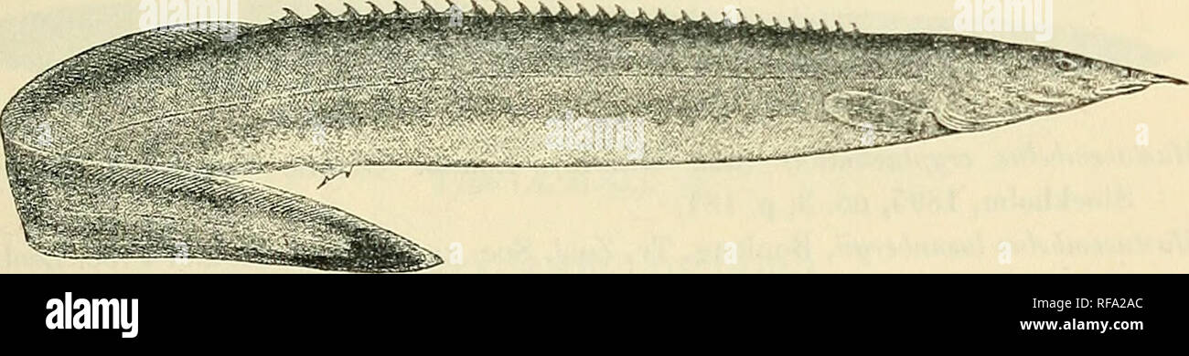 . Catalogue of the fresh-water fishes of Africa in the British Museum (Natural History). British Museum (Natural History); Fishes; Freshwater animals. MASTACEMBELUS. 119 6. MASTACEMBELUS CUNNINGTONI. Boulcng. Tr. Zoul. Soc. xvii. 1906, p. 575, pi. xli. fig. 3 ; Steind. Anz. Ak. Wien, 1909, p. 388. Depth of body 9| to 11 times in total length, length of head 6j to 7| times. Vent nearly equally distant from end of snout and fiom caudal, its distance from head 1 to 2f times length of latter. Snout 3 to 4 times as long as eye, ending in an appendage which is a little longer than latter; mouth ext Stock Photo