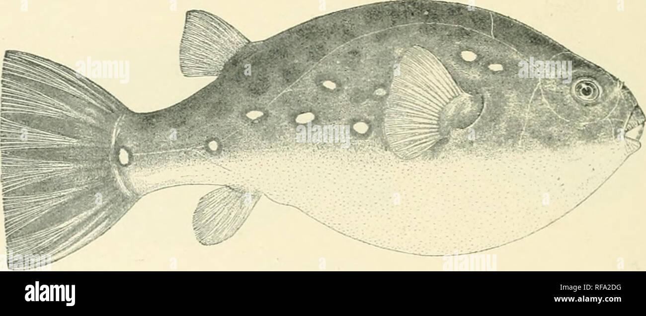 . Catalogue of the fresh-water fishes of Africa in the British Museum. Freshwater fishes. lie TETKODONTID.E. 10. Yken;fe, BuluiKii Country, Kasai. l?aii/. ville, Ubanojlii. reric U., Upper Ulian^^lii. E. Tor.lay, Esq. {V.). ('apt. Uoyaiix (('.). :i. TETIJUDO.X rUSTlJLATUS. A. Murrav. Troe. K Pliys. Soo. Ediiil). i. 18.17, p. 2j3 ; Giiiitli. Cat. Fisli. viii. p. 2G1 (1870). Tetnwdon leiom^lei: J. A. Smitli, Proc. R. I'livs. Soc. Eiliiili. iii. ISl')-&quot;). p. StlS. Head as long as broad or a little longer than broad, its length o to ?&gt; times in totrd Icno-th. Snont ronnded, li to 2i time Stock Photo