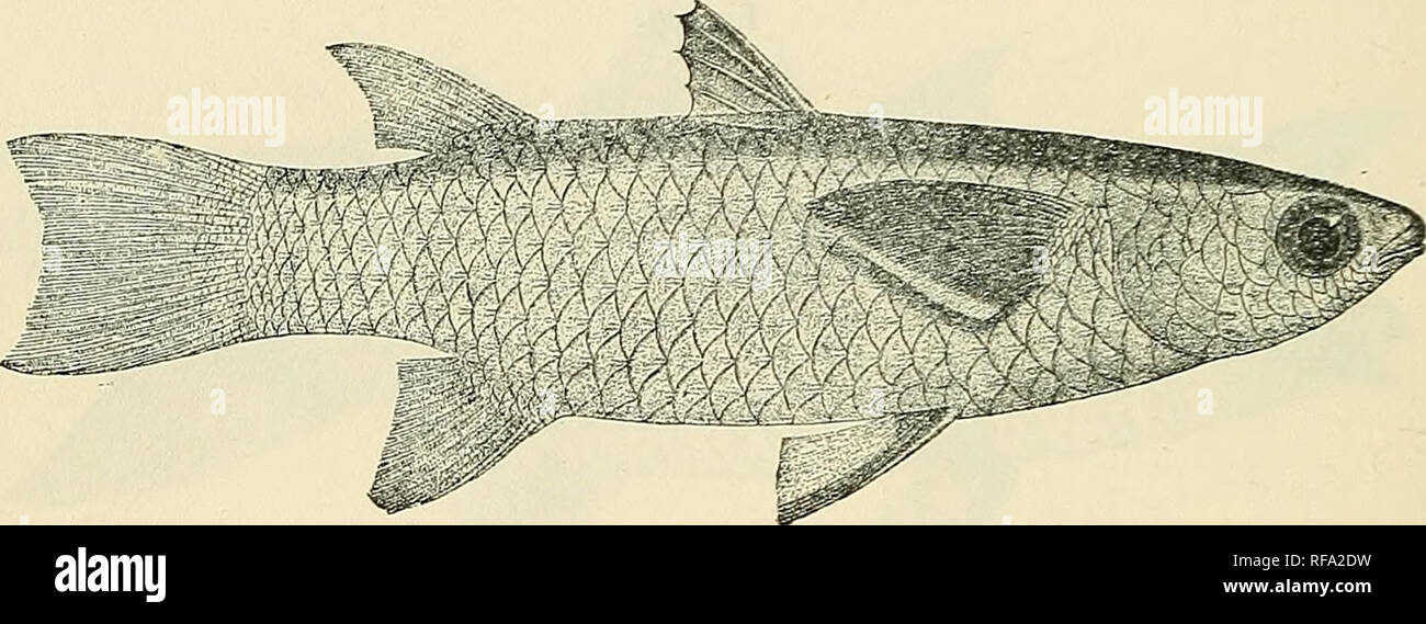 . Catalogue of the fresh-water fishes of Africa in the British Museum (Natural History). British Museum (Natural History); Fishes; Freshwater animals. 98 MUGILID^E. Mugil macrolepidotus, Riipp. Atlas Reise N. Afr., Fische, p. 142, pi. xxxv. fig. 2 (1828); Guv. &amp; Val. Hist. Poiss. xi. p. 134 (1836). Mugil mdanoclur, Cuv. &amp; Val. t. c. p. 143. Depth of body 3j to 4 times in total length, length of head 3-f to 4 times. Snout as long as eye in adult, shorter in young; eye nearly perfectly lateral, or better visible from below than from above, without adipose lid, 3 (young) to 4| times in le Stock Photo