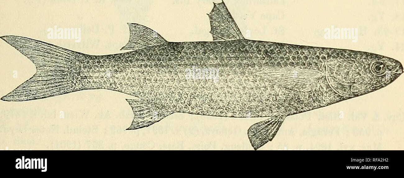 . Catalogue of the fresh-water fishes of Africa in the British Museum (Natural History). British Museum (Natural History); Fishes; Freshwater animals. MUGIL. S7 Mugil chelo (non Cuv.), Lowe, Tr. Zool. Soc. ii. 1839, p. 184. Mugil maderensis, Lowe, Proc. Zool. Soc. 1839, p. 82, and Tr. Zool. Soc. iii. 1842, p. 8. Mugil natalensis, Casteln. Mem. Poiss. Air. Austr. p. 50 (1861) ; Gilchrist &amp; Thompson, Ann. S. Afr. Mus. xi. 1911, p. 43. Mugil octoradiatus, Giinth. Ann. &amp; Mag. N. H. (3) vii. 1861, p. 347. Mugil octoradiatus, part., Giinth. Cat. t. c. p. 437. ? Mugil saliens (non Risso), Gii Stock Photo