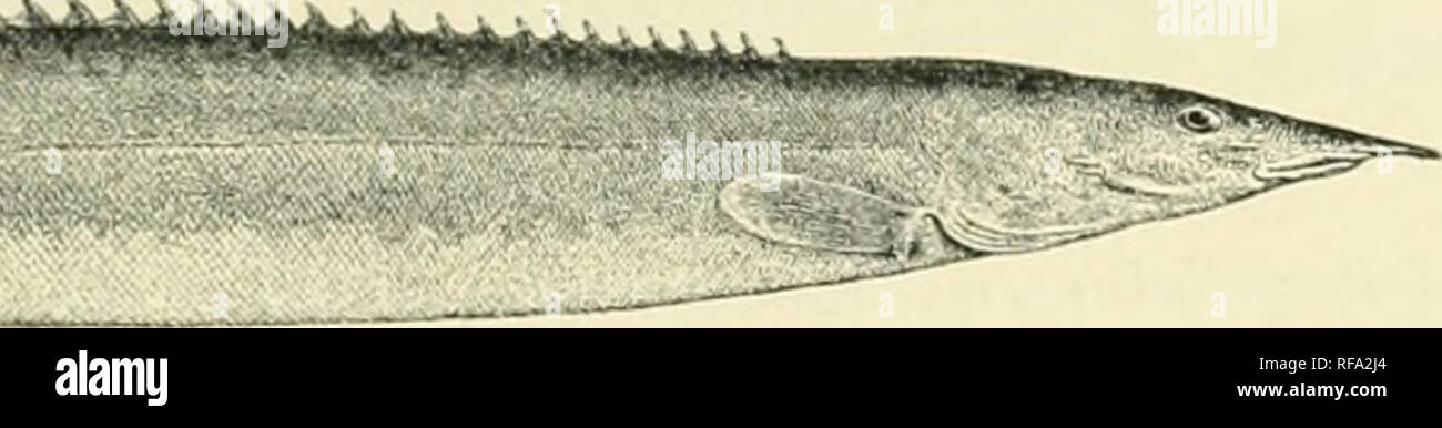. Catalogue of the fresh-water fishes of Africa in the British Museum. Freshwater fishes. MASTACEMI3ELUS. 119 G. MASTACEMBELUS CUNNINGTONI. Boulciig. Tr. Zool. Soc. xvii. lOOG, p. 575, A. xli. fig. 3 ; Steiiul. Aiiz. Ak. Wicii, r.H)'.), p. 388, Depth of body 9^ to 11 times in total length, length of head G^ to 7^ times. Vent nearly equally distant from end of snout and fiom caudal, its distance from head 2^ to L'f times length of latter. Snout 3 to 4 times as long as eye, ending in an appendage which is a little longer than latter; mouth extending to below posterior nostril or not quite so fa Stock Photo
