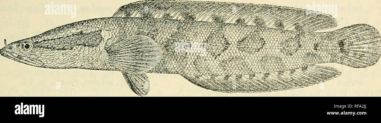 . Catalogue of the fresh-water fishes of Africa in the British Museum (Natural History). British Museum (Natural History); Fishes; Freshwater animals. OPHIOCEPHALUS.—ATHERIXA. 1- 3. 4- 6. -2. Hor. Ad. -5. Hor. Ad. Kondo-Kondo, Ogowe. Ibali, L. Leopold II. Monsombe, Upper Congo Umangi, 7. Ad. Stanley Fall?. Miss Kingsley (C). fit. P. Delhez (C). Rev. J. H. Weeks (P.). Capt. Wilverth (C). Rev. W. H. Bentley (C). Fi&quot; 45.. Ophioceplwlus ins'vjnis. Ibali. |. Fam. 15. ATHERINID^E. Mouth protractile, the maxillaries excluded from the oral border ; teeth in the jaws and on the pharyngeal bones. T Stock Photo