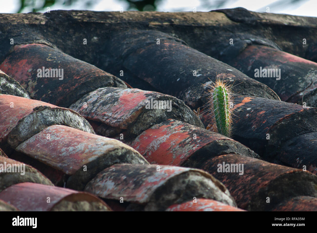 Cactus Stuck Into High Resolution Stock Photography and Images - Alamy