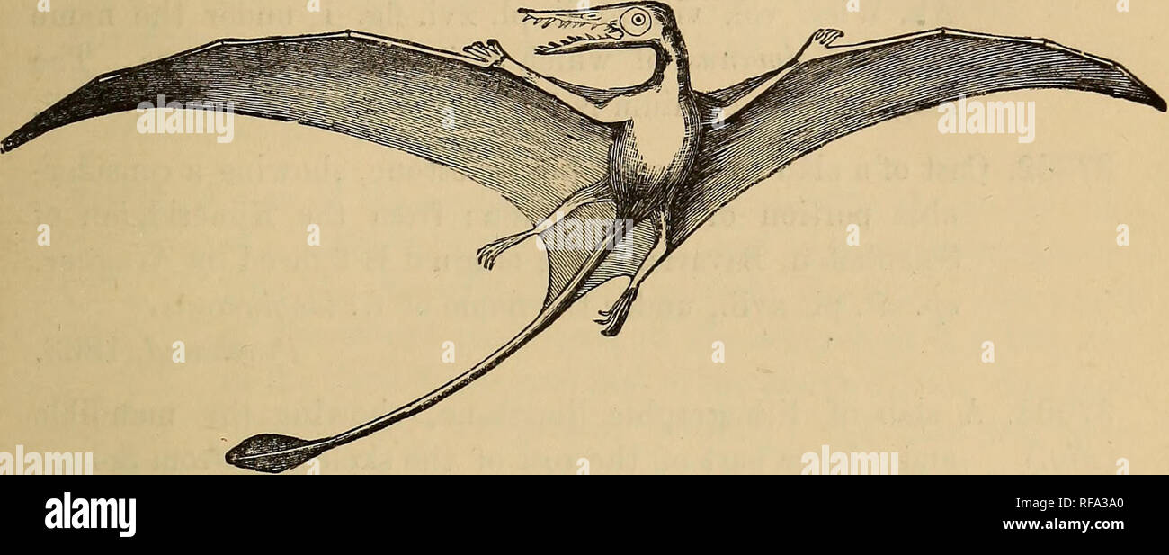 A single most parsimonious tree of the Pterodactyloidea recovered using