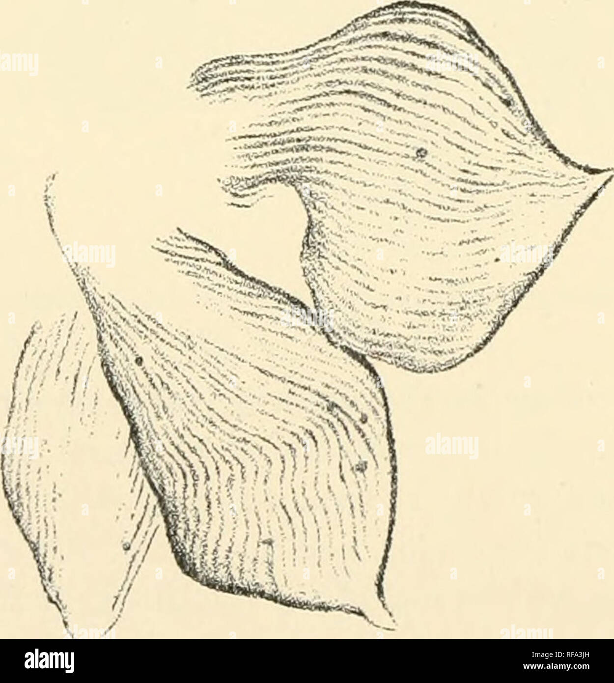 . Catalogue of the fossil plants of the Glossopteris flora in the Department of geology. Paleobotany -- Carboniferous; Paleobotany -- Catalogs and collections; Plants, Fossil -- Catalogs and collections. Fig. 13.—Sporangium-like organs of Glossoptcris Browniana, Brong. V. 7202 and V. 7211. x 35. a number of considerations there is little doubt that they were of the nature of spores, and the sacs themselves sporangia.. Fig. 14.-—Sporangium-like organs of Glossoptcris Browniana, Brong., which have dehisced, viewed from the inner surface. 39,149. x 30. There can hardly be any hesitation in attrib Stock Photo