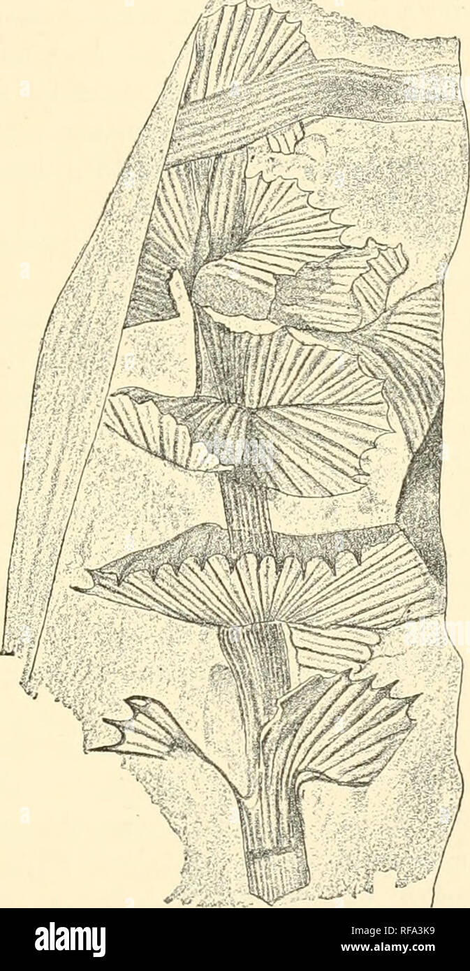 fossil plants of the Glossopteris flora 