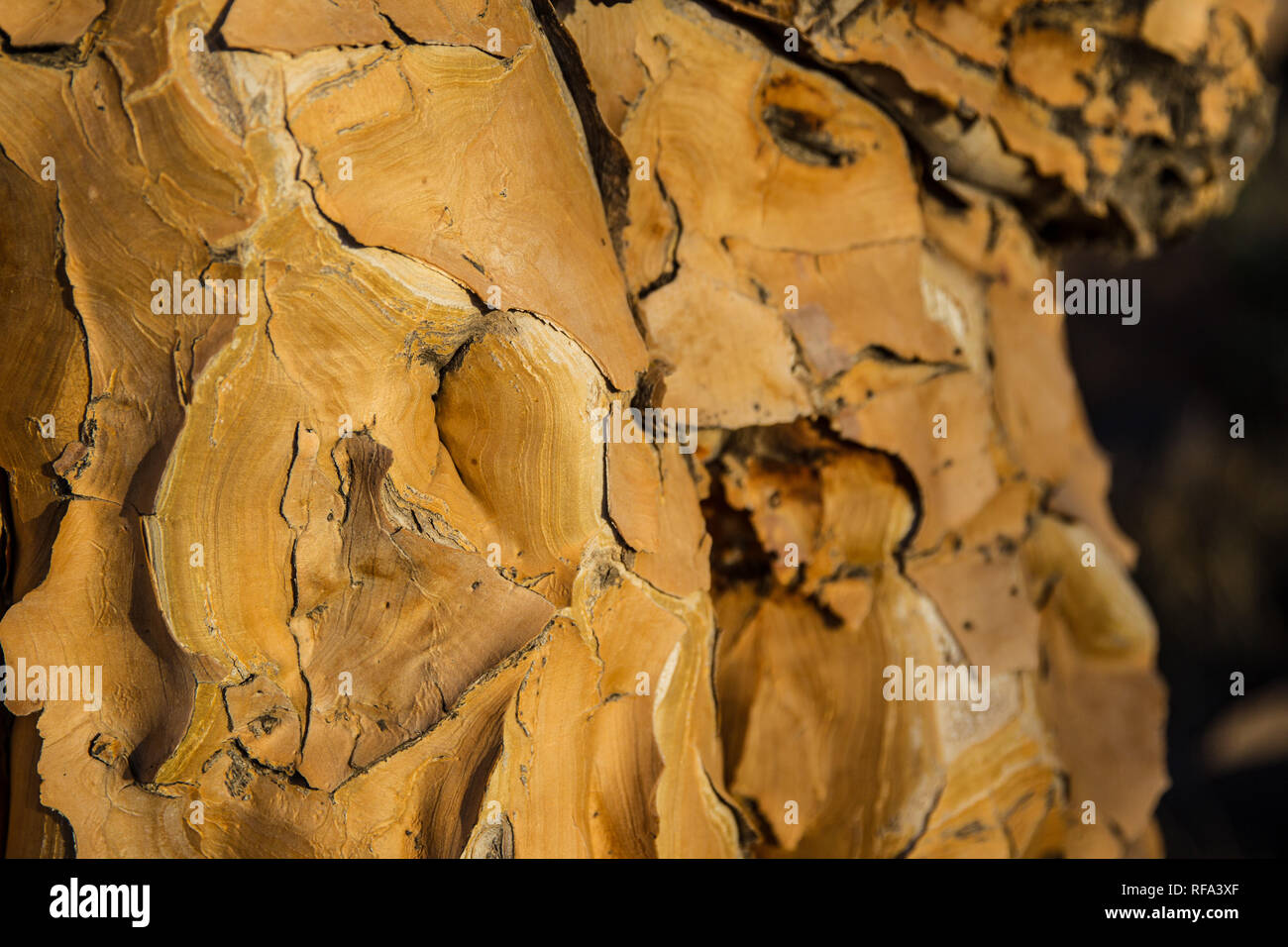 Quiver Tree Forest is a tourist attraction near Keetmanschoop, Namibia where hundreds of endangered Quiver Trees, Aloidendron dichotoma, grow Stock Photo