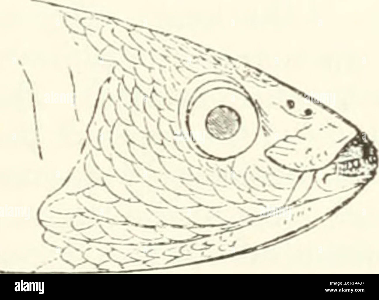 . Catalogue of the fishes in the British Museum. British Museum