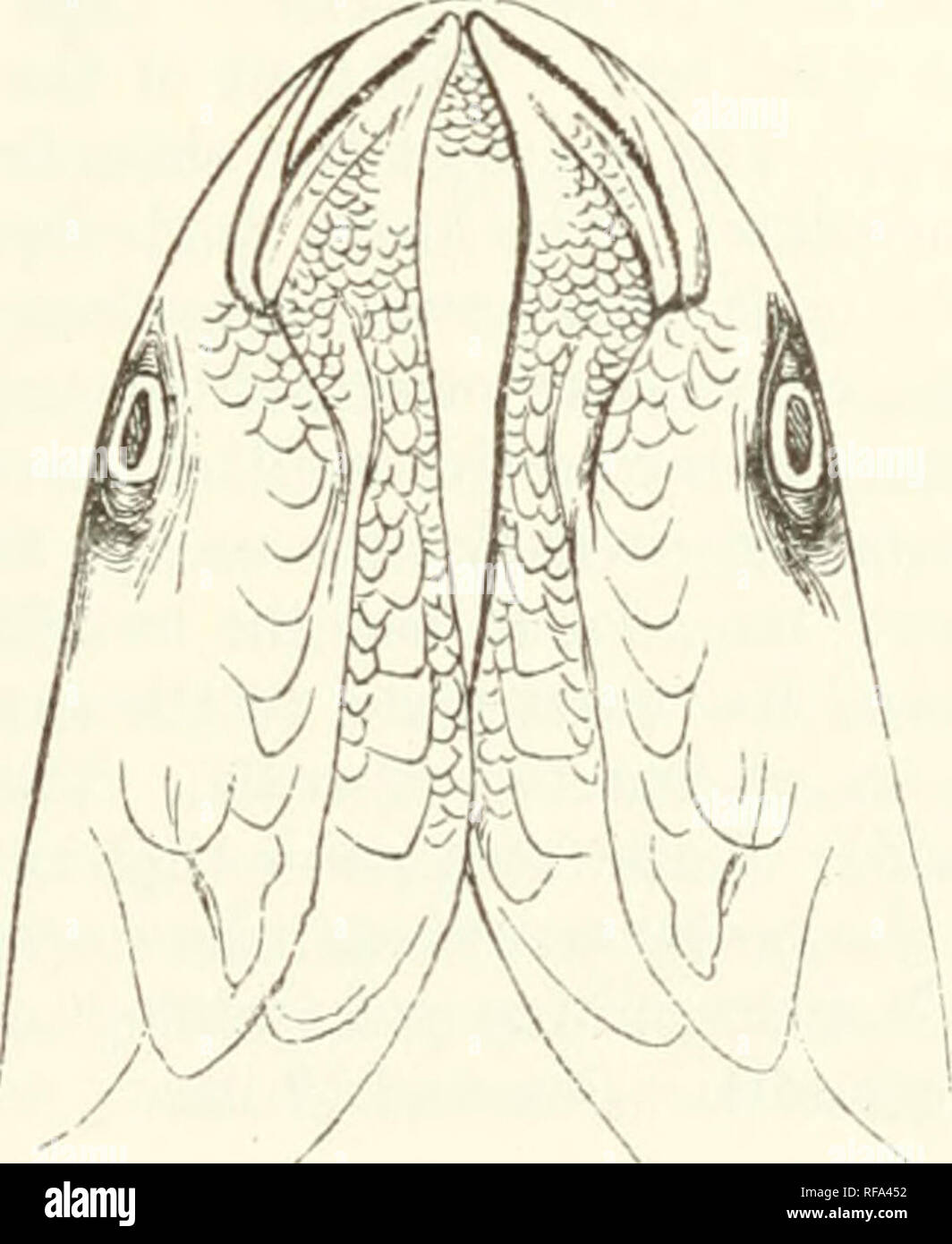 . Catalogue of the fishes in the British Museum. British Museum (Natural History); Fishes. 1. MTTGIL. 419 from the dorsal fin than to the base of the pectoral. Shining stripes along the series of scales. Fresh waters of the Cape of Good Hope. a. Twenty-one inches long : stnifed. Cape. From Sir A. Smith's Collection. b. Half-grown. Cape.—^The upper lip of this specimen is slightly villose, as is shown in the woodcut. c. d. Adult and half-grown: stuffed. Cape. e. Young. Cape. Presented by Sir A. Smith. /. Adult: stuffed. From the Collection of the East India Company. 4. Mugil cephalotus. ?Renard Stock Photo