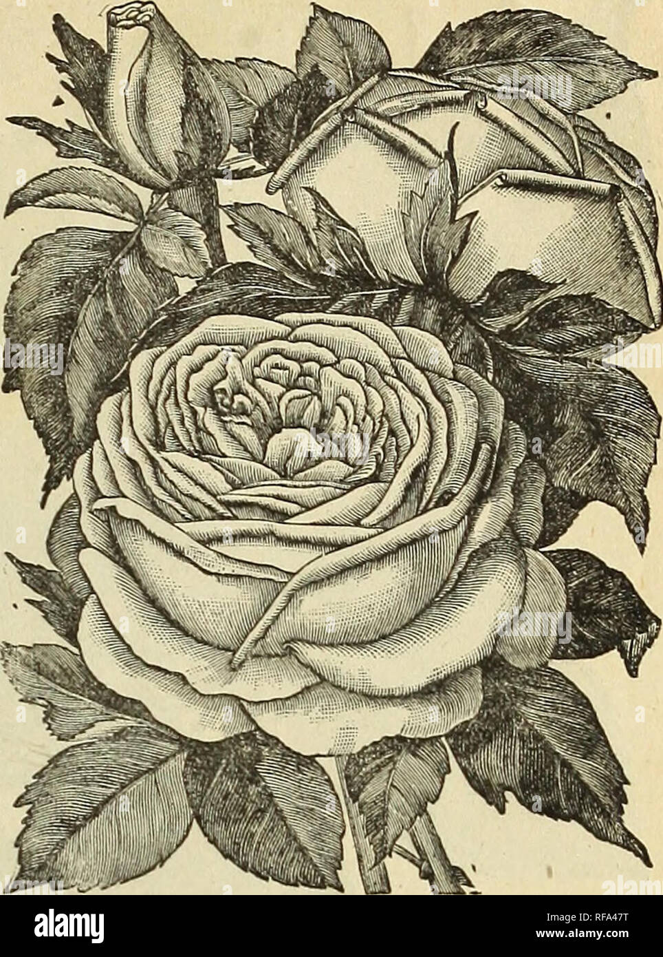 Catalogue Of First Quality Plants At Unheard Of Low Prices