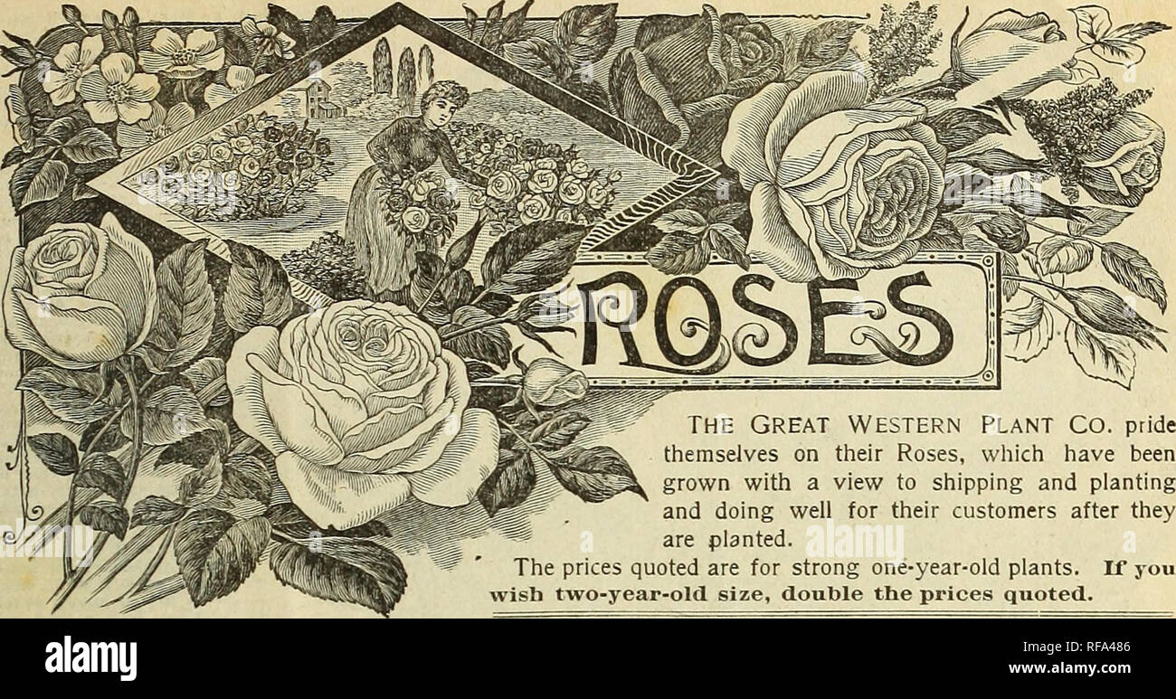 . Catalogue of first quality plants : at unheard of low prices. Nursery stock Ohio Springfield Catalogs; Flowers Catalogs; Roses Catalogs; Plants, Ornamental Catalogs. THE GREAT WESTERN PLANT CO., SPRINGFIELD, OHIO. 13. Princess Beatrice.—A. pure Tea, of strong habit, heavy foliage, coloring deeply, after the style of the Perle, flower stems stiff and up- right and bright red, carrying large buds of an exquisite color, outer petals varying from canary yellow, edged lightly with bright rose color. From its first opening the petals roll their edges backward, dis- playing the bright apricot cente Stock Photo