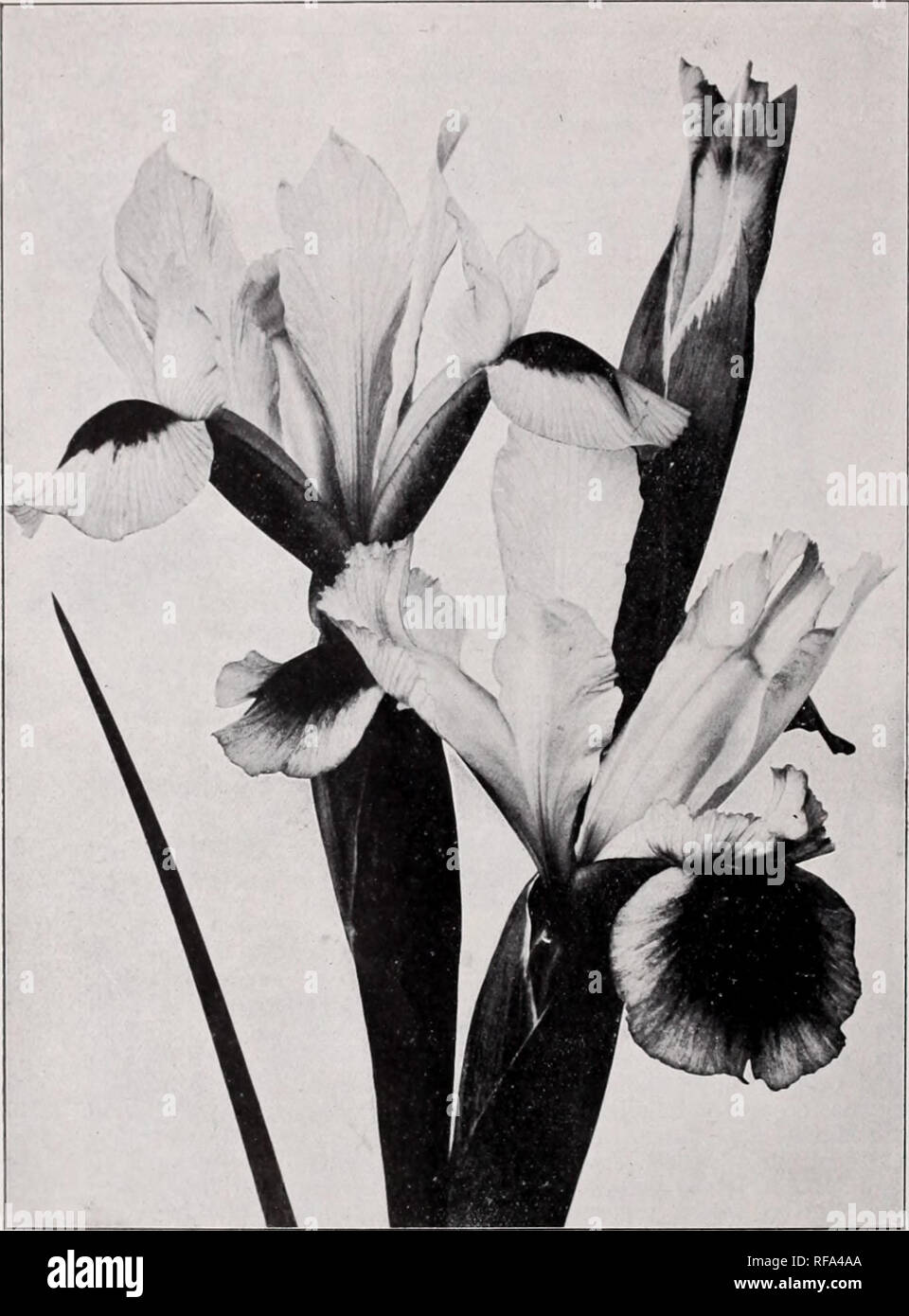 . Catalogue of Dutch bulbs / J.J. Grullemans &amp; Sons.. Nursery Catalogue. DUTCH IRIS. A NEW AND EARLY RACE.. Tins new strain has been sported by the crossing of Xiphiums, such as filifolia, tingitana. Buritania, Boissieri and other early flowering varieties. It has entirely been cultivated in Holland and therefore the name of Dutch Iris is fully justified. The flowers are a good deal larger than those of the ordinary Spanish Iris and characterised by wide faces covered with very conspicuous orange blotches. The prevailing tone of colour is that of the gentle shades which we meet with Coquet Stock Photo