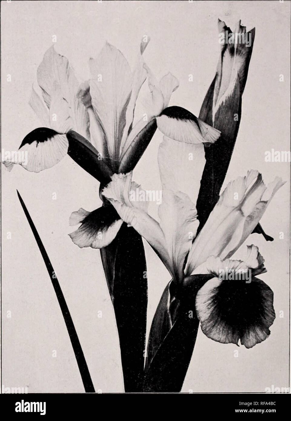 . Catalogue of Dutch bulbs / J.J. Grullemans &amp; Sons.. Nursery Catalogue. DUTCH IRIS. A NEW AND EARLY RACE.. Tliis new strain has been created by the crossing of Xiphiums, such as filifolia. tingitana. Buritania, Boissieri and other early flowering varieties. It has entirely been cultivated in Holland and therefore the name of Dutch Iris is fully justified. The flowers are a good deal larger than those of the ordinary Spanish Iris and characterised by wide faces covered with very conspicuous orange blotches. The prevailing tone of colour is that of the gentle shades which we meet with Coque Stock Photo