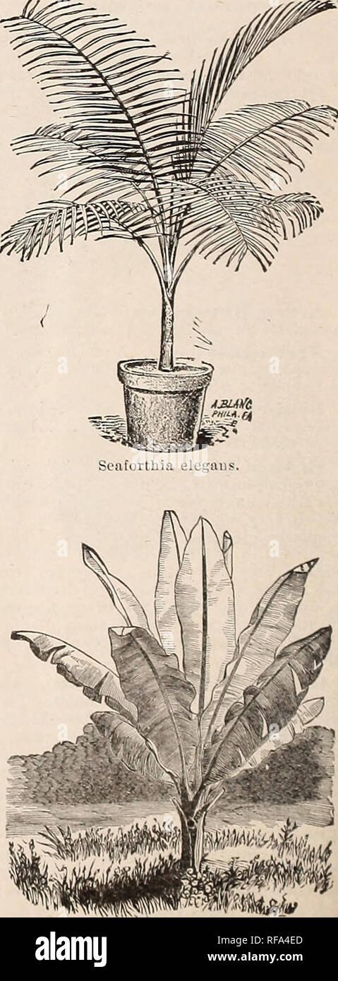 . Catalogue of the Cox Seed &amp; Plant Co. Seed industry and trade Catalogs; Seeds Catalogs; Flowers Seeds Catalogs; Fruit Seeds Catalogs; Plants, Ornamental Catalogs; Trees Catalogs. 1'hoBiiix Canariensis. Mnsa Ensete. The noblest of all plants is the great Abyssinian Banana. The fruit of this variety is not edible, but the leaves arc magni- ficent, long, broad and massive, of a beautiful green, with a broad, crimson midrib; the plant grows luxuriantly from 8 to 12 feet high. It grows rapidly and attains gigantic proportions, producing a tropical t ft'ect on the lawn, terrace or flower garde Stock Photo