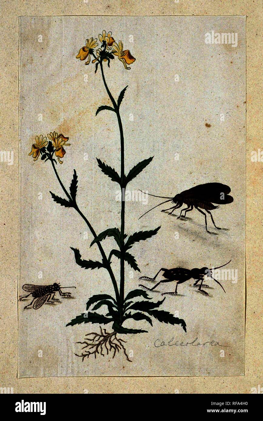 Calceolaria with three insects (Slipperwort) (title on object). Draughtsman: Robert Jacob Gordon. Dating: Oct-1777 - Mar-1786. Measurements: h 660 mm × w 480 mm; h 283 mm × w 178 mm. Museum: Rijksmuseum, Amsterdam. Stock Photo