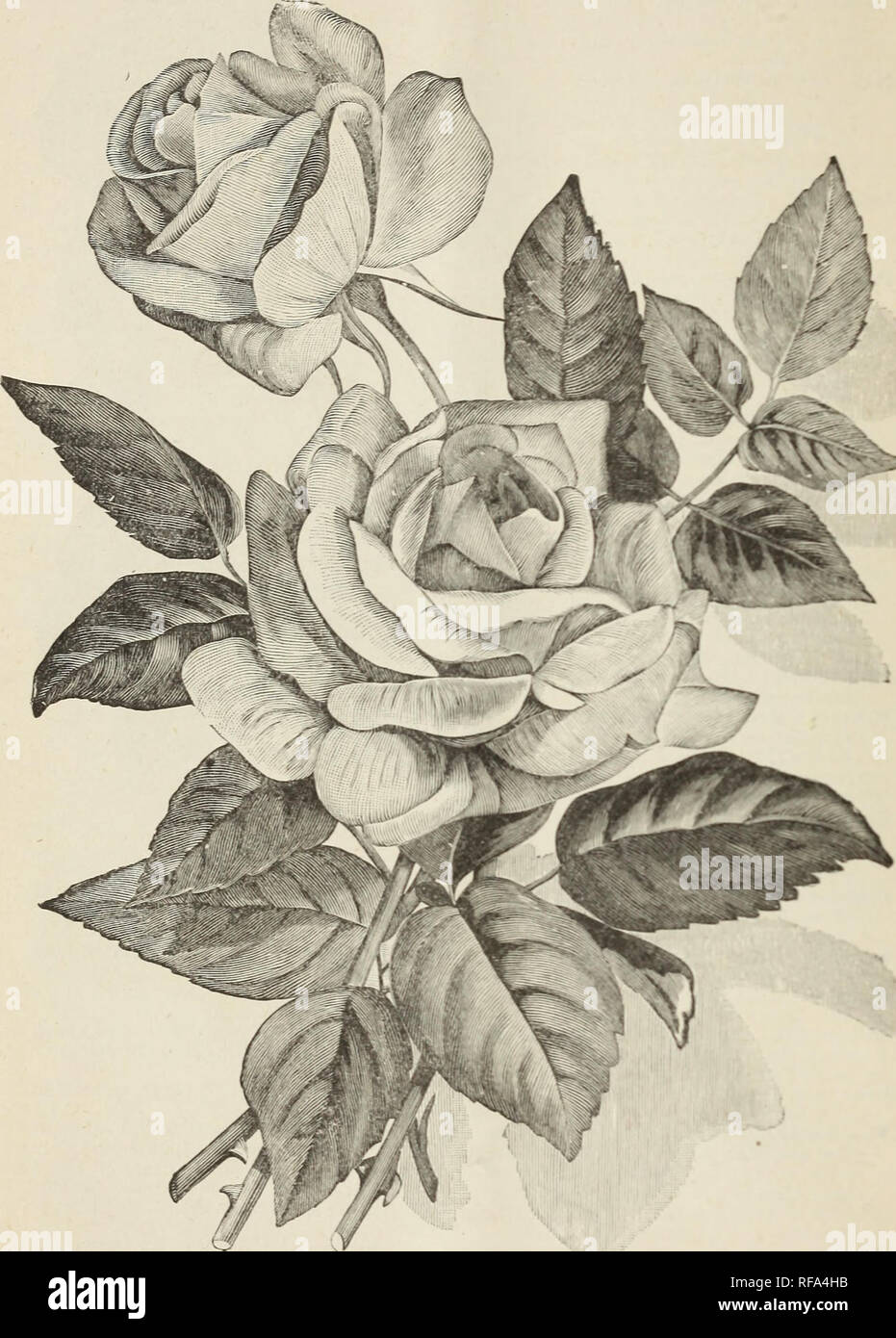. Catalogue of Excelsior Nurseries / G. H. Miller &amp; Son. Nurseries (Horticulture) Catalogs; Nursery stock Georgia Catalogs; Fruit Seedlings Catalogs; Fruit trees Seedlings Catalogs; Plants, Ornamental Catalogs. 4-1- Catalogue of Excelsior Nurseries.. Kveib:orviinsr Tea Rose, Princess Beatrice. See. Please note that these images are extracted from scanned page images that may have been digitally enhanced for readability - coloration and appearance of these illustrations may not perfectly resemble the original work.. Excelsior Nurseries; G. H. Miller &amp; Son; Henry G. Gilbert Nursery and S Stock Photo