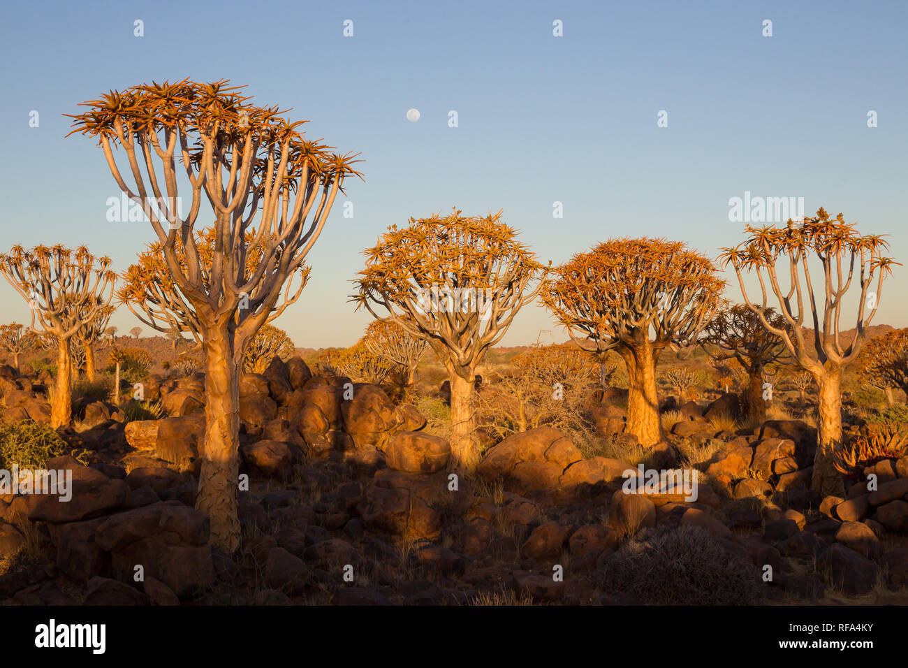 Quiver Tree Forest is a tourist attraction near Keetmanschoop, Namibia where hundreds of endangered Quiver Trees, Aloidendron dichotoma, grow Stock Photo