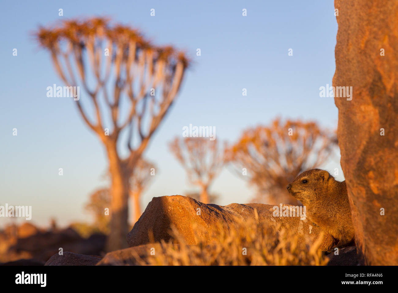 Quiver Tree Forest is a tourist attraction near Keetmanschoop, Namibia where hundreds of endangered Quiver Trees, Aloidendron dichotoma, grow Stock Photo