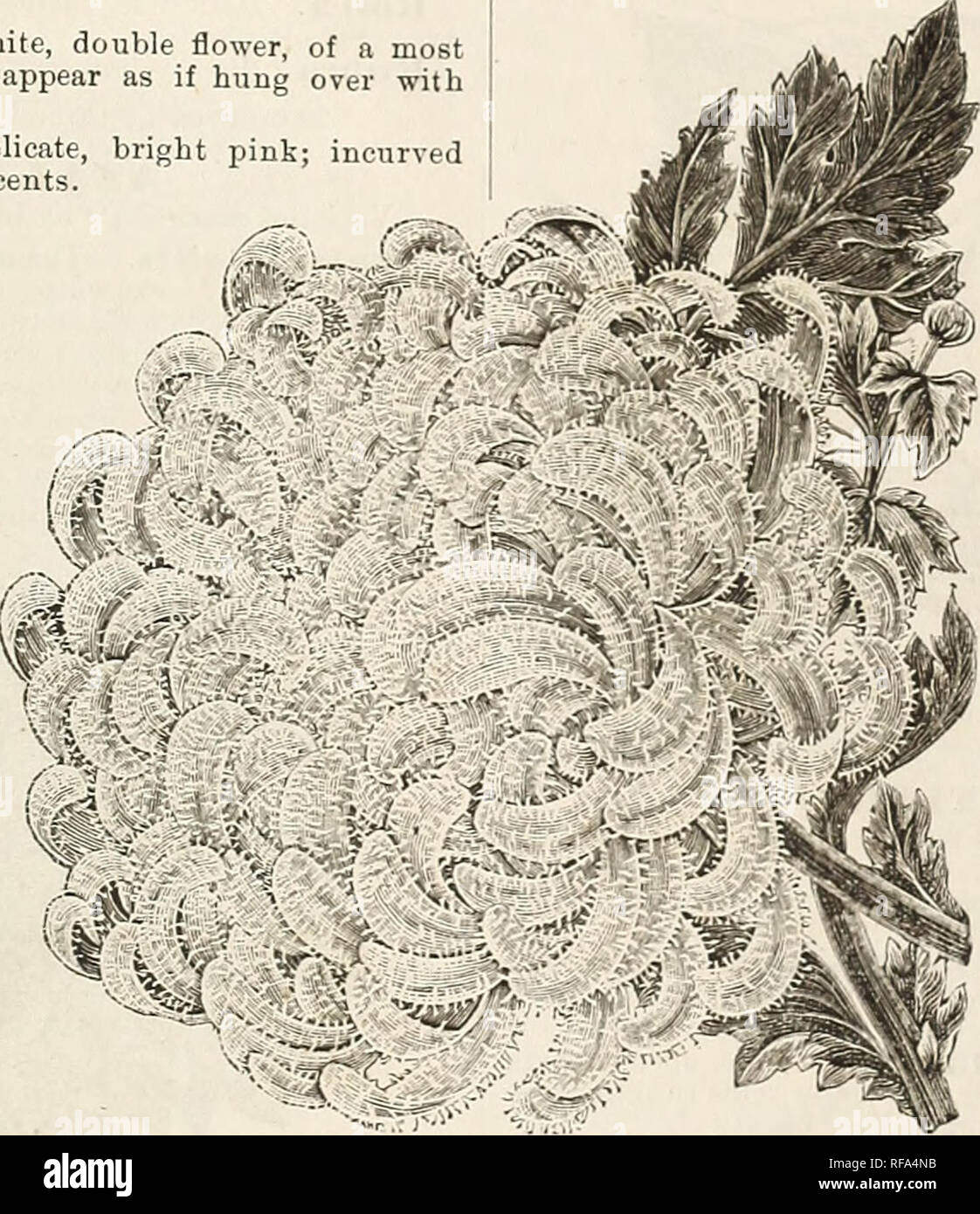 . Catalogue of the Cox Seed and Plant Co. Seed industry and trade