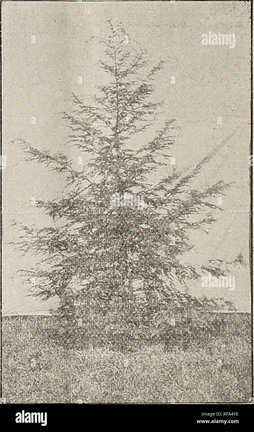 . Catalogue of evergreens, European larch, etc. : for the spring of 1893. Nurseries (Horticulture) Illinois Dundee Catalogs; Trees Seedlings Catalogs; Fruit Catalogs. 4 DUNDEE NURSERIES. SIBERIAN ARBOR VIT^. See page 2. Tree is very hardy, of compact growth and pyramidal form. It keeps its color well through the winter; handsome lawn tree. AUSTRIAN PINE, or BLACK PINE, (P. Austriaca syn. Nigricans.) See pg 3. A remarkably robust, hardy, spread- ing tree; leaves long, stiff and dark green; rapid grower. Valuable for this country. SCOTCH PINE. (P. Sylvestris.) See page 3. A rapid growing, hardy  Stock Photo
