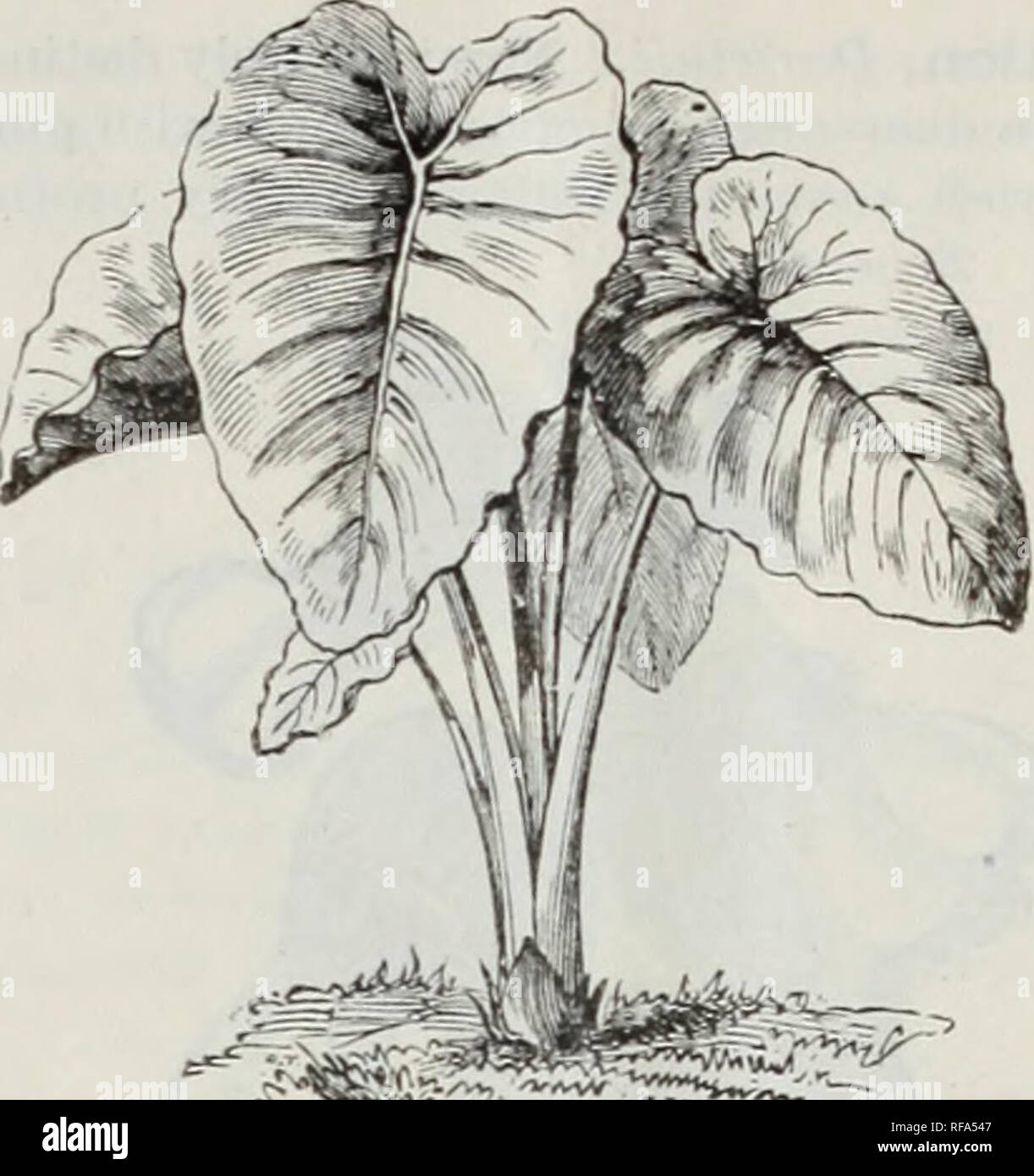 . Catalogue of dutch bulbs and other flowering roots : also seeds and plants for autumn planting and house decoration in winter. Flowers Seeds Catalogs; Bulbs (Plants) Catalogs. BROWALLIA. Browallia, elaia. A very free-growing plant, covered with prettj- blue flowers. 25 cents. Cactus, best varieties. 25 cents to $2.00 each. Calla, Ethiopica. Very large, tube shaped, white flower. 25 to 50 cents each. Caladiura, esculenhun. A singularly hand- some and conspicuous plant, having very large, beautiful leaves, often several feet long. Plant will attain a height of five or six feet. One of the best Stock Photo