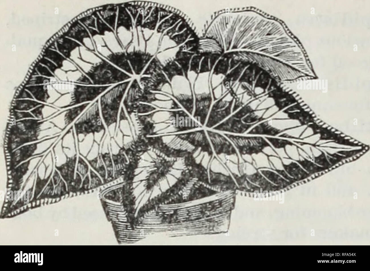 . Catalogue of dutch bulbs and other flowering roots : also seeds and plants for autumn planting and house decoration in winter. Flowers Seeds Catalogs; Bulbs (Plants) Catalogs. 18 D. M. FERRY &amp; CO S CATALOGUE OF. BEGONIA—Rex. like. It is a model of perfection. Nice, large, healthy |ilants 50 cents to fl.OO. Begonia, Sarmdersonii. Scarlet crimson. Bouvardia, Valuabl • as Winter-blooming l)lants. equally desirable for bedding. Beginning to bloom in August, they continue until frost. 30 cents each. Bouvardia, L'entha. Dazzling scarlet: small and compact. Bouvardia, Vreelandii. Pure white. Bo Stock Photo