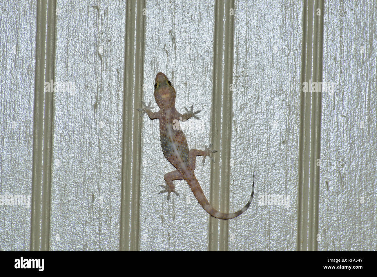 Gecko lizard on the ceiling Stock Photo Alamy
