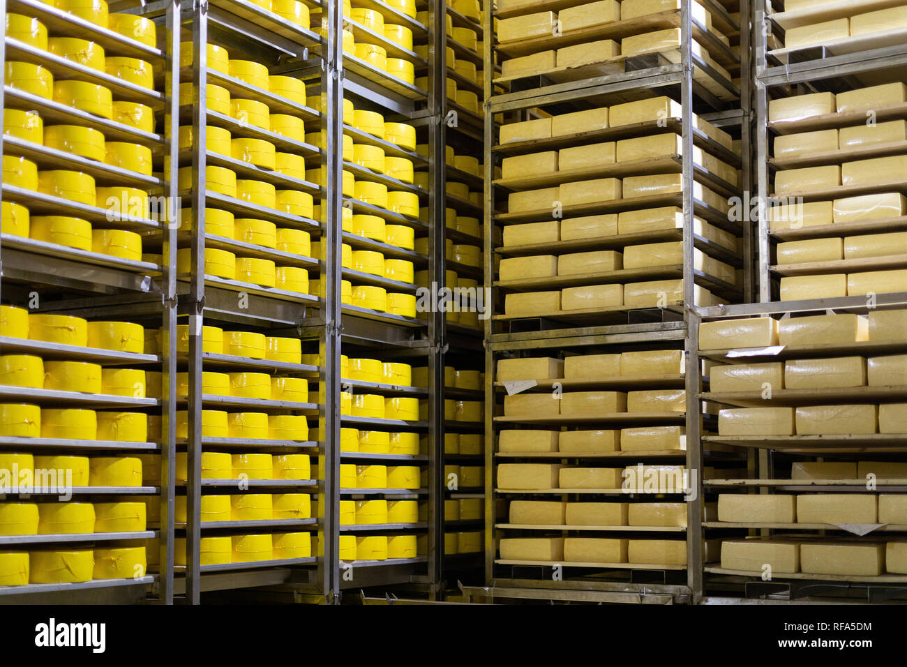 Cheese storage background with accent on big heads of fresh cneese ...