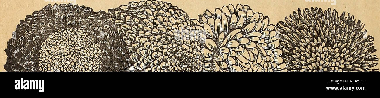 Walther&co Agrostemma silver flower