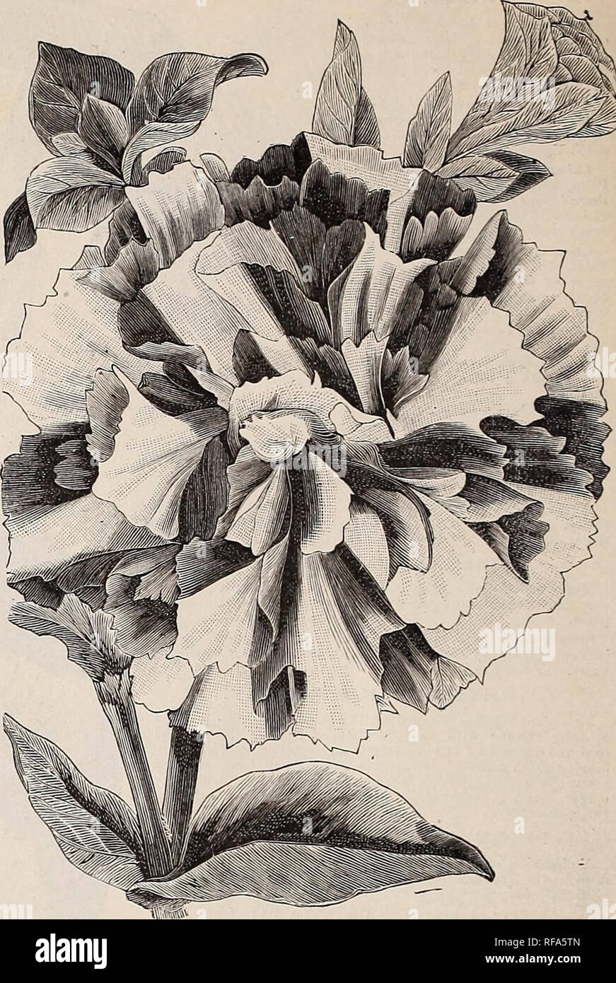 Catalogue Of Cottage Rose Garden 1889 Nursery Stock Ohio