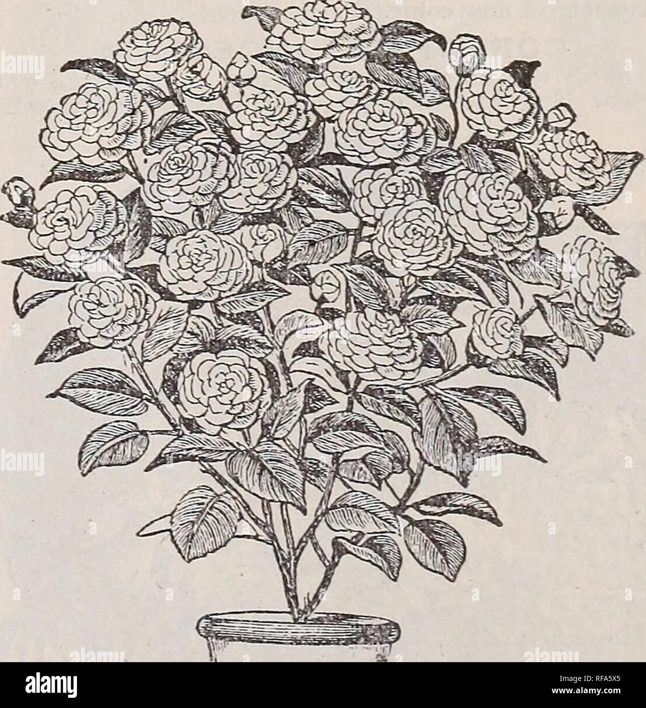 . [Catalogue of] Cottage Rose Garden. Nursery stock Ohio Columbus; Flowers Catalogs. Catalogue of Cottage Rose Garden, Columbus, Ohio. 57 JASMINES IN VARIETY. Cape Jessamine—(Gardenia Florida.) The large-flower- ing sort of this exquisitely fragrant flower. Price, 15 to 25 cents. Grand Duke of Tuscany—This is the finest of all double Jasmines and an elegant house plant• very small plants, producing double white wax-like flowers of the most delightful fragrance, that remain on the plants for a long time. Price, 15 to 25 cents each. &gt; Hirsutum—Avery free ev«r-blooming single white Jas- mine,  Stock Photo