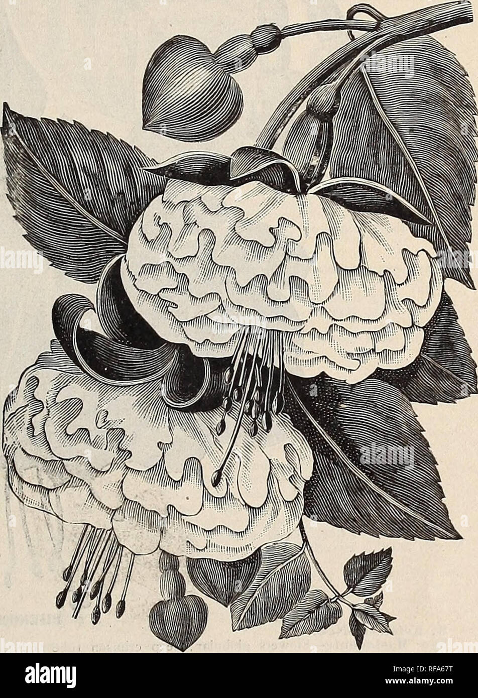 . [Catalogue of] Cottage Rose Garden, 1889. Nursery stock Ohio Catalogs; Flowers Catalogs. UKPLE PRINCE. STORM KING. Dranie—Flowers double with large petals of a ^'ery beautiful blue, sepals finely reflexed, of a lively red. Due of Albany—Corolla single, purplish red, tube and petals bright red. England's Glory—Pink corolla with carmine shade ; a beautiful sort. Elm City—Sepals rich crimson, corolla purple, globular, double. Earl of Beaconsfield—The blooms are three inches in length, and of great substance, the tube and sepals are of a light rosy car- mine, corolla deep carmine. Esmeralda—A gr Stock Photo