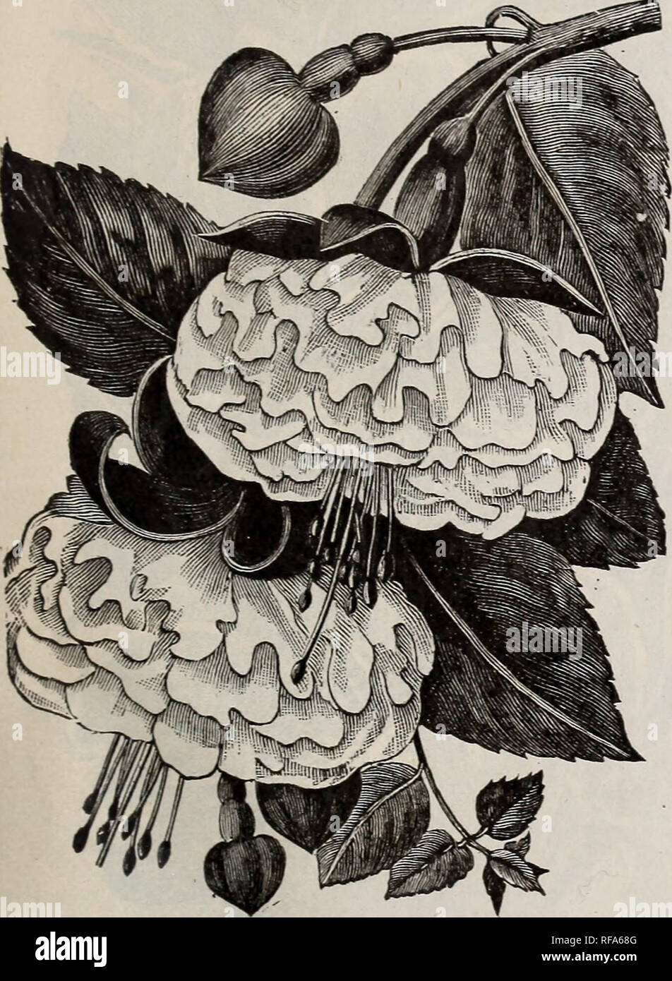 . [Catalogue of] Cottage Rose Garden. Nursery stock Ohio Columbus; Flowers Catalogs. 35 FUGHSIiftS.- : 9 * % FUCHSIAS, or Ladies' Eardrop, are elegant flowers, delicate in coloring and exquisitely graceful in form. There I j- are many partially shaded sides in the garden, where they succeed admirably, more especially if the soil.is made I / rich, and they have occasionally a good soaking of water. It is not advisable to place them in the full sun, as I / they frequently shed all their leaves in such positions, and look unhappy. A position where they are protected I I from the sun from 10 a. m. Stock Photo