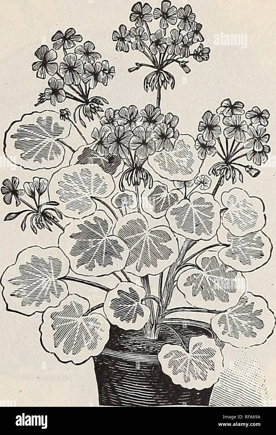 . [Catalogue of] Cottage Rose Garden, 1889. Nursery stock Ohio Catalogs; Flowers Catalogs. DOUBLE FLOWERING. Annie Pfltzer—Flowers very large; semi-double, color clear rose. 15 cents. Couutess Horaee de t'lioiseul—Large trusses of beautitul rose- colored flowers, extremeties of petals marked with white, quite distitct Gloire d'Orleans—A magnificent variety; flowers small, of light violet-red, flowers in clusters. 15 cents. Garibaldi— -A. hybrid between the Ivy-leaved class and the Scarlet Zonale with bright scarlet double flowers. Mad. Hoste—Rosy salmon, distmct and beautiful. M. Dubus—Large,  Stock Photo