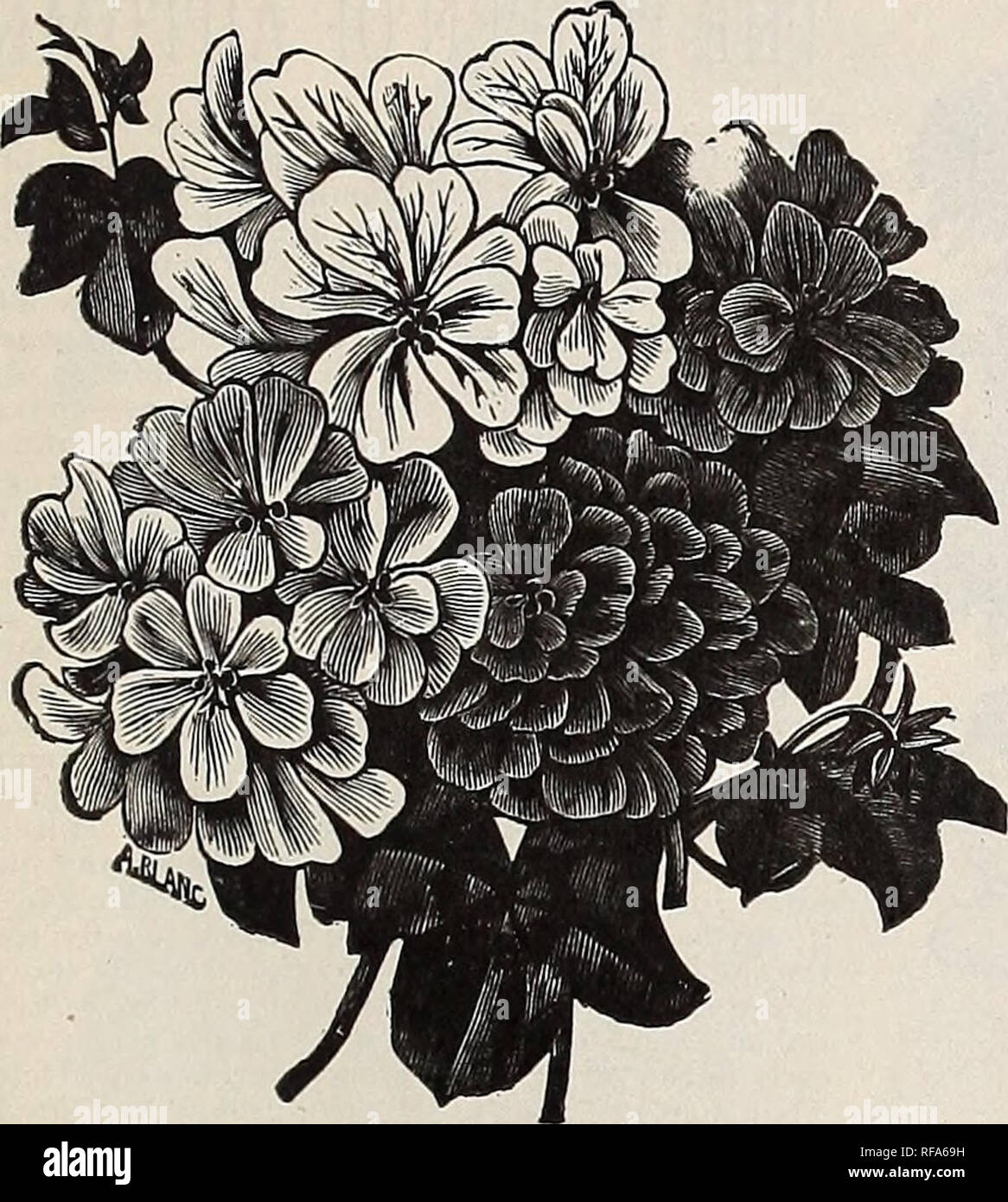 Catalogue Of Cottage Rose Garden 1889 Nursery Stock Ohio Catalogs Flowers Catalogs Catalogue Of Cottage Rose Garden Columbus Ohio Gmraniums Ivy Leaved A Splendid Class Of Climbing Or Trailing Geraniums Adapted